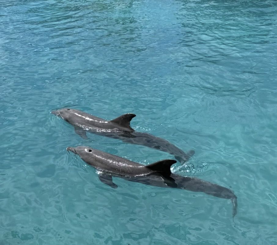 Crystal Boat Trip and Snorkeling Tour from Cozumel